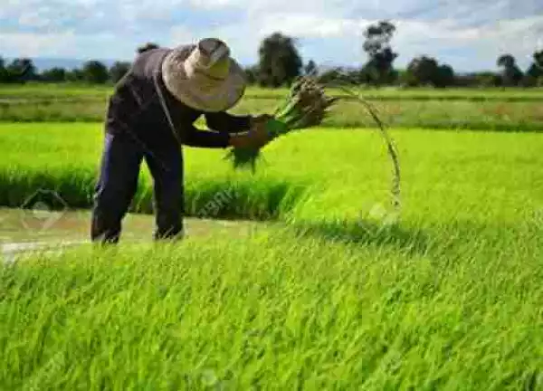 Nigerian Rice Farmers, Others To Access Bill Gate